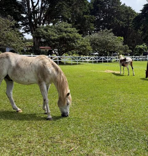 Caballos en el evento Pilates & Horses